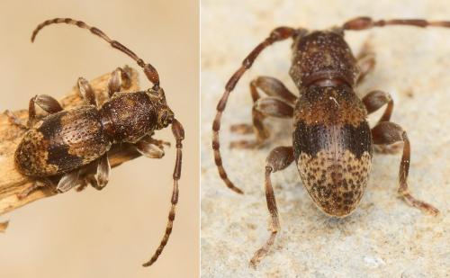 Parmena sp.
